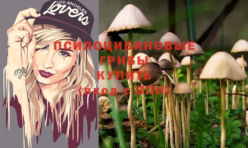 Псилоцибиновые грибы Psilocybe  цена наркотик  Тавда 